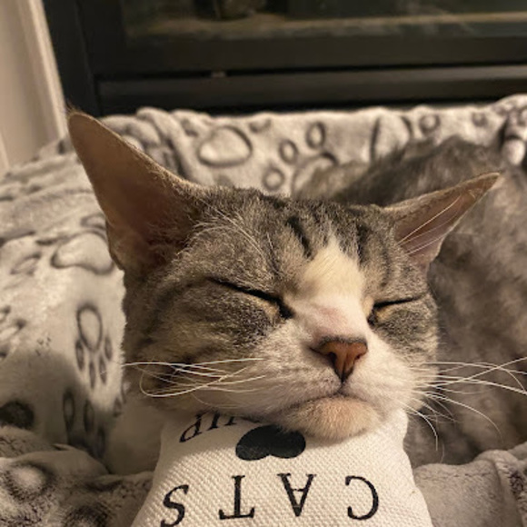 Meet your Posher, Elainna - Picture 1 of 1